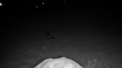 Mephitis mephitis nigra