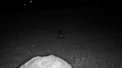 Mephitis mephitis nigra