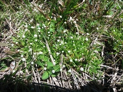Eriocaulaceae