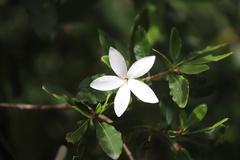 Gardenia scabrella