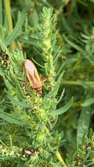 Stenomacra marginella
