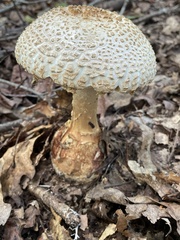 Amanita cokeri