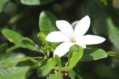 Gardenia scabrella