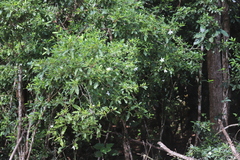 Gardenia scabrella