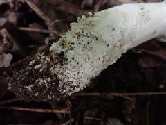 Amanita solitaria