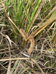 Carex utriculata