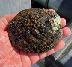 Cyclonaias tuberculata