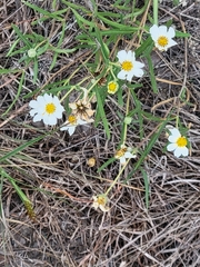 Melampodium leucanthum
