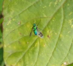 Condylostylus occidentalis