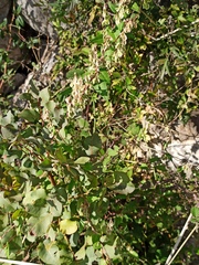 Fallopia convolvulus
