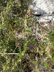 Fallopia convolvulus