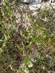 Fallopia convolvulus