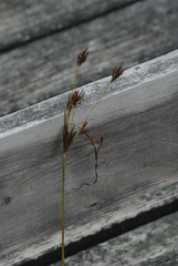 Rhynchospora capitellata