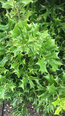 Ilex cornuta