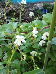 Talinum fruticosum