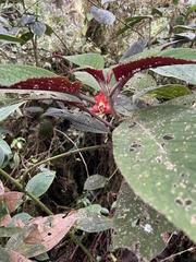 Gesneriaceae