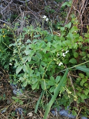 Talinum fruticosum