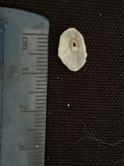 Fissurella microtrema