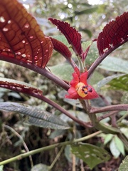 Gesneriaceae
