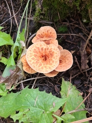 Turbinellus floccosus