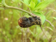 Xylophanes falco