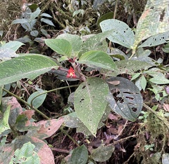 Gesneriaceae