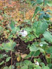 Symphoricarpos albus