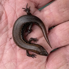 Oligosoma aeneum