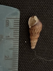 Melanoides tuberculata