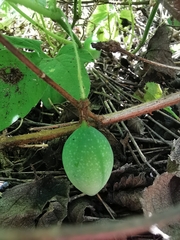 Passiflora bryonioides