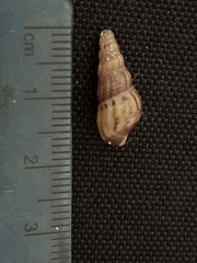 Melanoides tuberculata