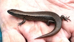 Oligosoma aeneum