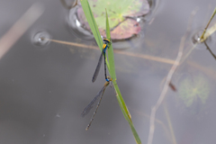 Pseudagrion aureofrons