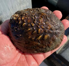 Cyclonaias tuberculata
