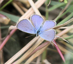 Hemiargus ceraunus