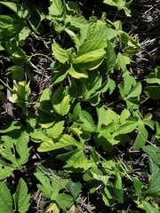 Passiflora bryonioides