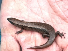 Oligosoma aeneum