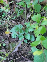 Geum