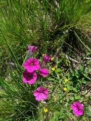 Calibrachoa linoides