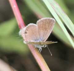 Hemiargus ceraunus