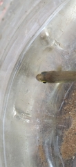 Characidae