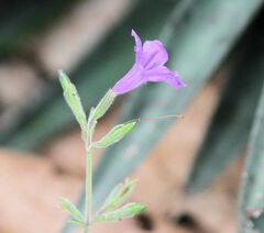Ruellia nudiflora
