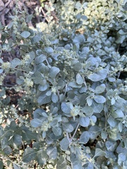 Atriplex lindleyi