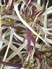 Munroa squarrosa