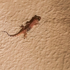 Hemidactylus turcicus