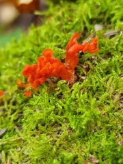 Agaricomycotina