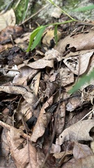 Atlanticus testaceus