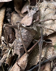 Atlanticus testaceus