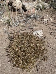 Munroa squarrosa