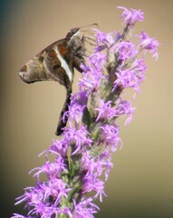 Chioides albofasciatus